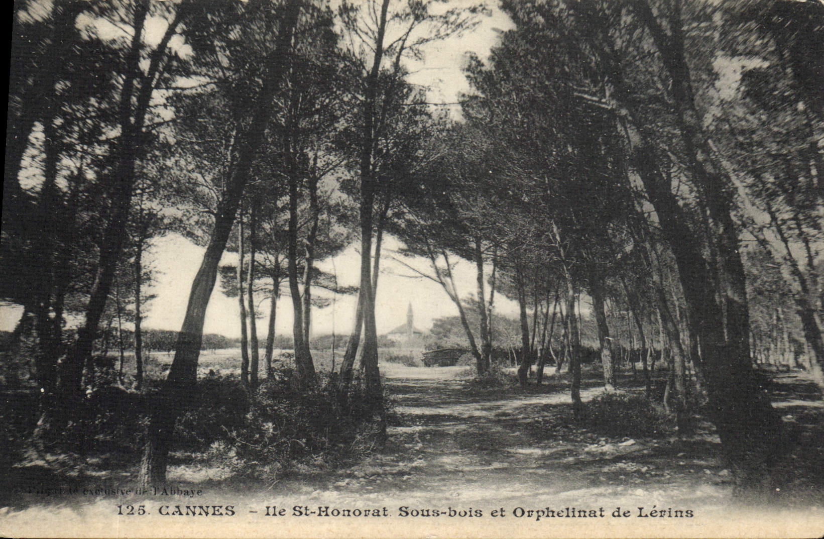Cannes - Île Saint-Honorat. Sous-bois et Orphelinat de Lérins