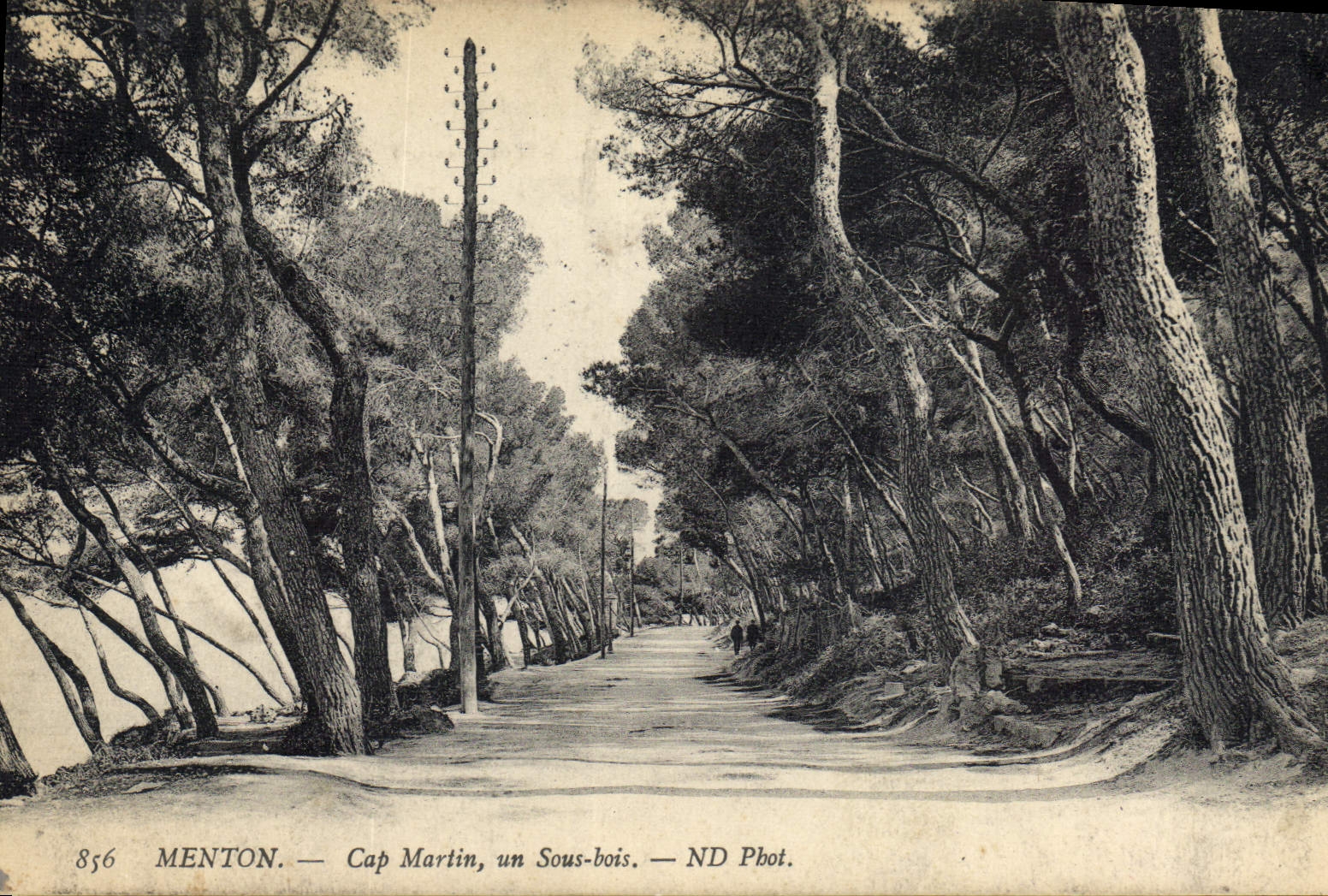 Menton — Cap Martin, un Sous-bois — ND Phot.