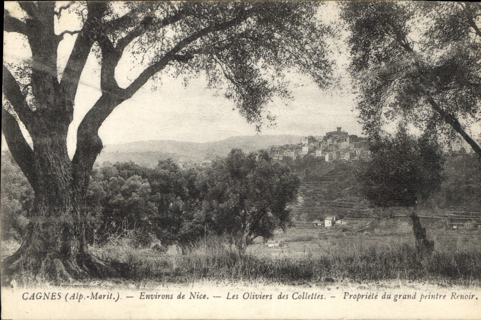 CPA Cagnes Alp Marit Environs de Nice Les Oliviers des Collettes Propriete du grand peintre Renoir 