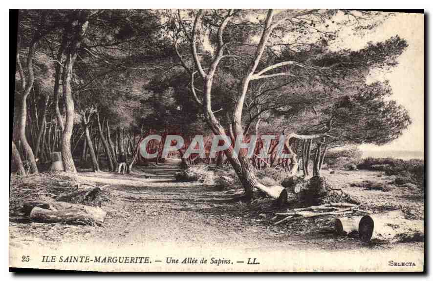CPA Ile Sainte Marguerite Une Allee de Sapins 
