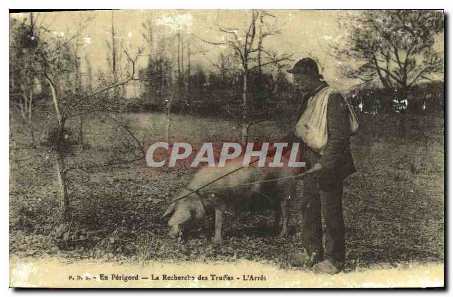 REPRO En Perigord la Recherche des Truffes L'Arret cochon porc