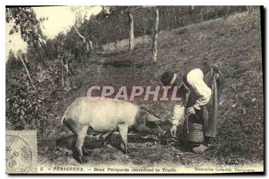 REPRO Perigueux Deux Perigords chereitant la Truffe Cochon Porc