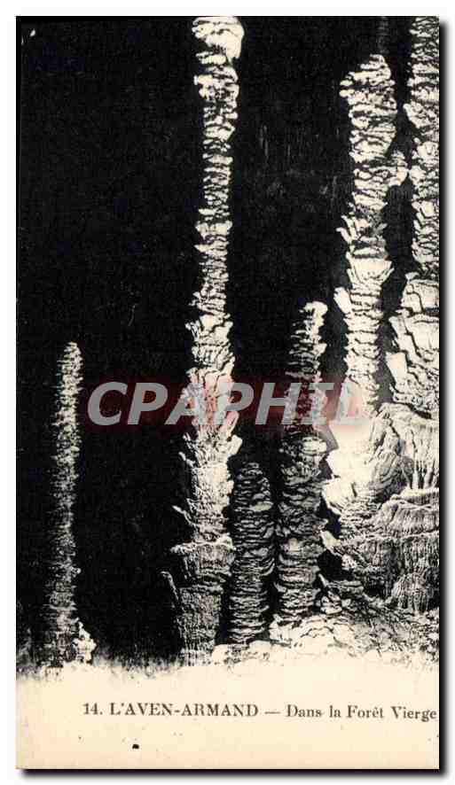 CPA L'Aven Armand Dans la Foret Vierge 