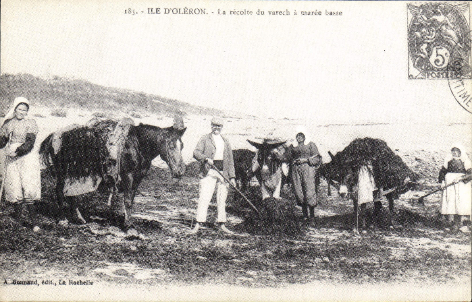 REPRO Ile d'Oleron La Recolte du Varech a Maree basse 