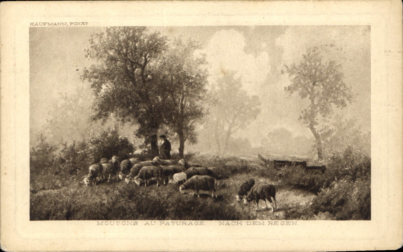 CPA Moutons au Paturage Nach dem regen 