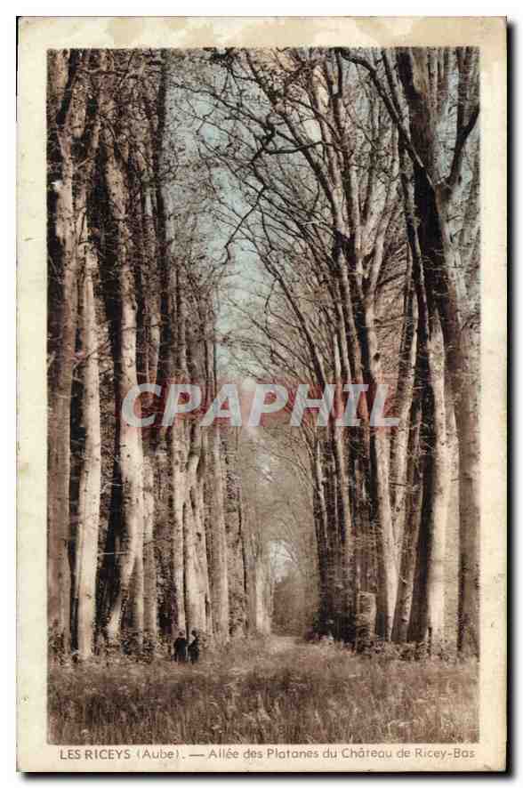 CPA Les Riceys Aube Allee des Platanes du Chateau de Ricey Bas 