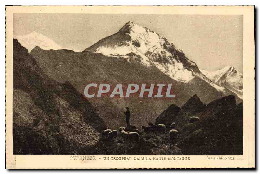 CPA Pyrenees Un Troupeau dans la Haute Montagne 