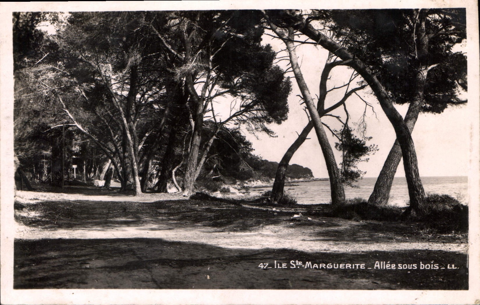 Ile Sainte-Marguerite — Allée sous bois — LL
