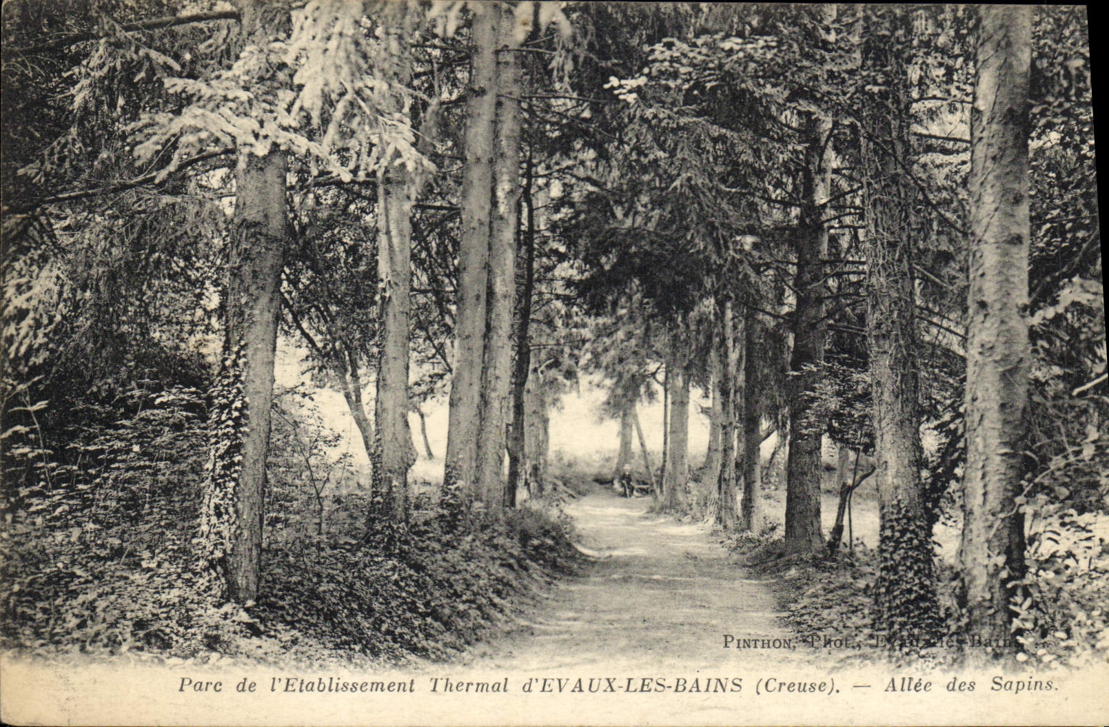 EVAUX-LES-BAINS (Creuse) — Allée des Sapins — Parc de l'Établissement Thermal — Pinthon, Phot. EVAUX-LES-BAINS