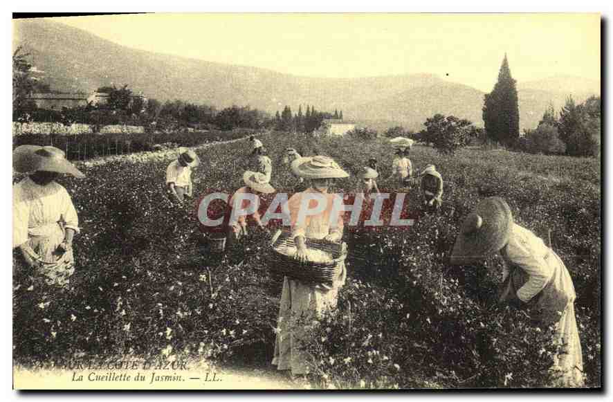 REPRO Sur la Cote d'Azur La Cueillette du Jasmin 