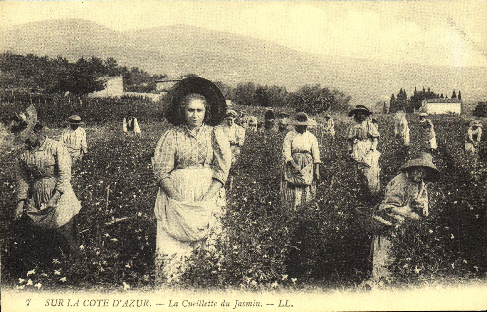 Sur la Côte d'Azur — La Cueillette du Jasmin — LL.