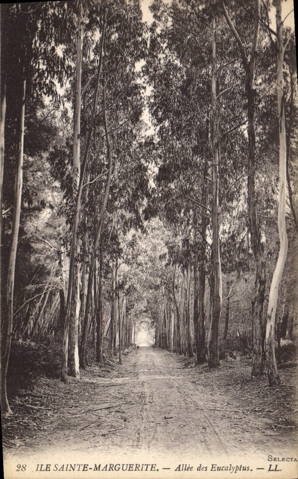 CPA Ile Sainte Marguerite Allee des Eucalyptus 