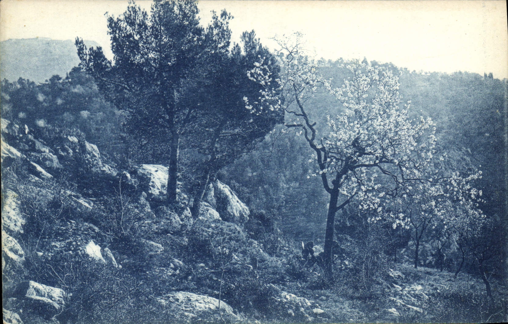 CPA La Cote d'Azur Etude d'Arbres 