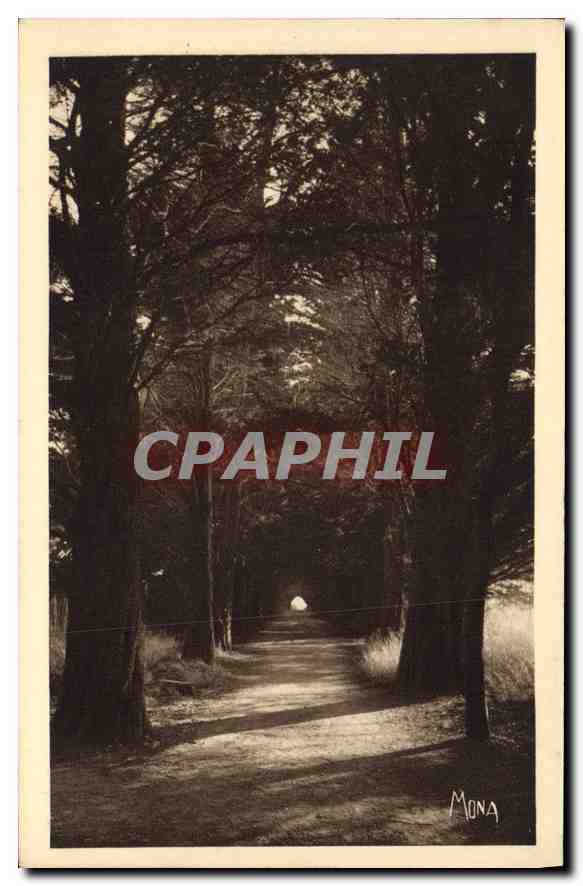 CPA Ile Saint Honorat Allee des Cypres conduisant au monastere 