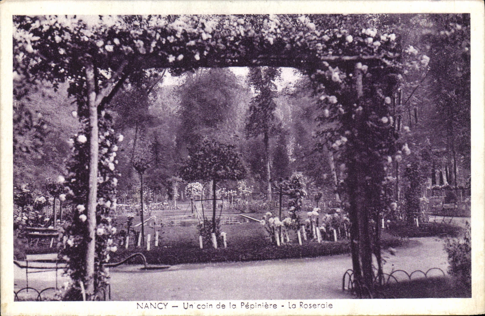 CPA Nancy Un coin de la Pepiniere La Roseraie 