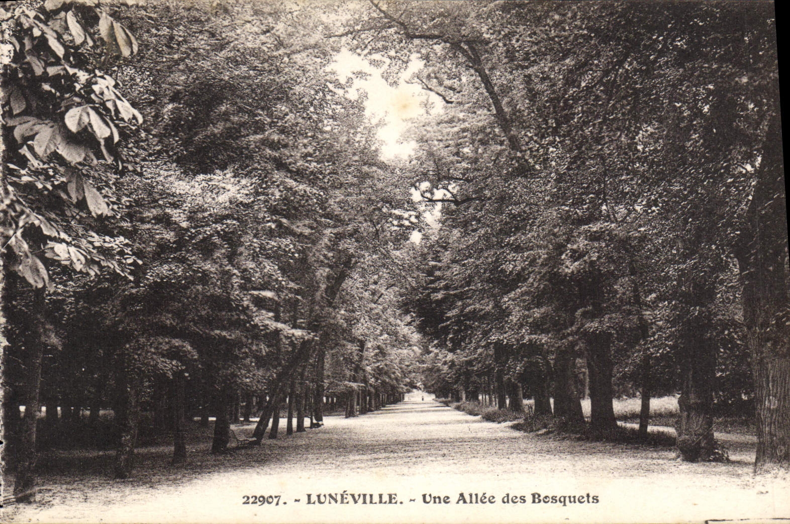 CPA Luneville Une Allee des Bosquets 