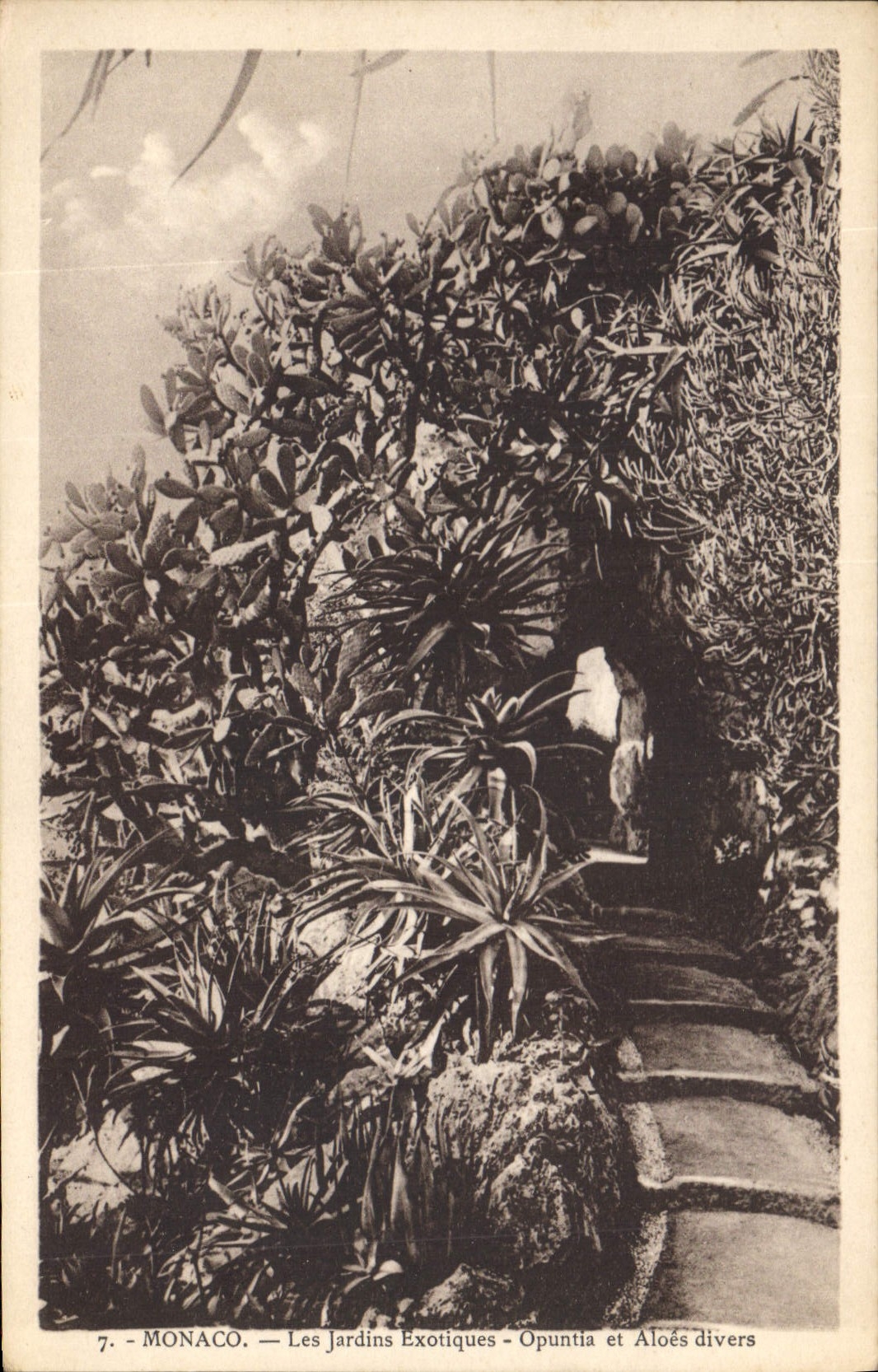 CPA Monaco Les Jardins Exotiques 