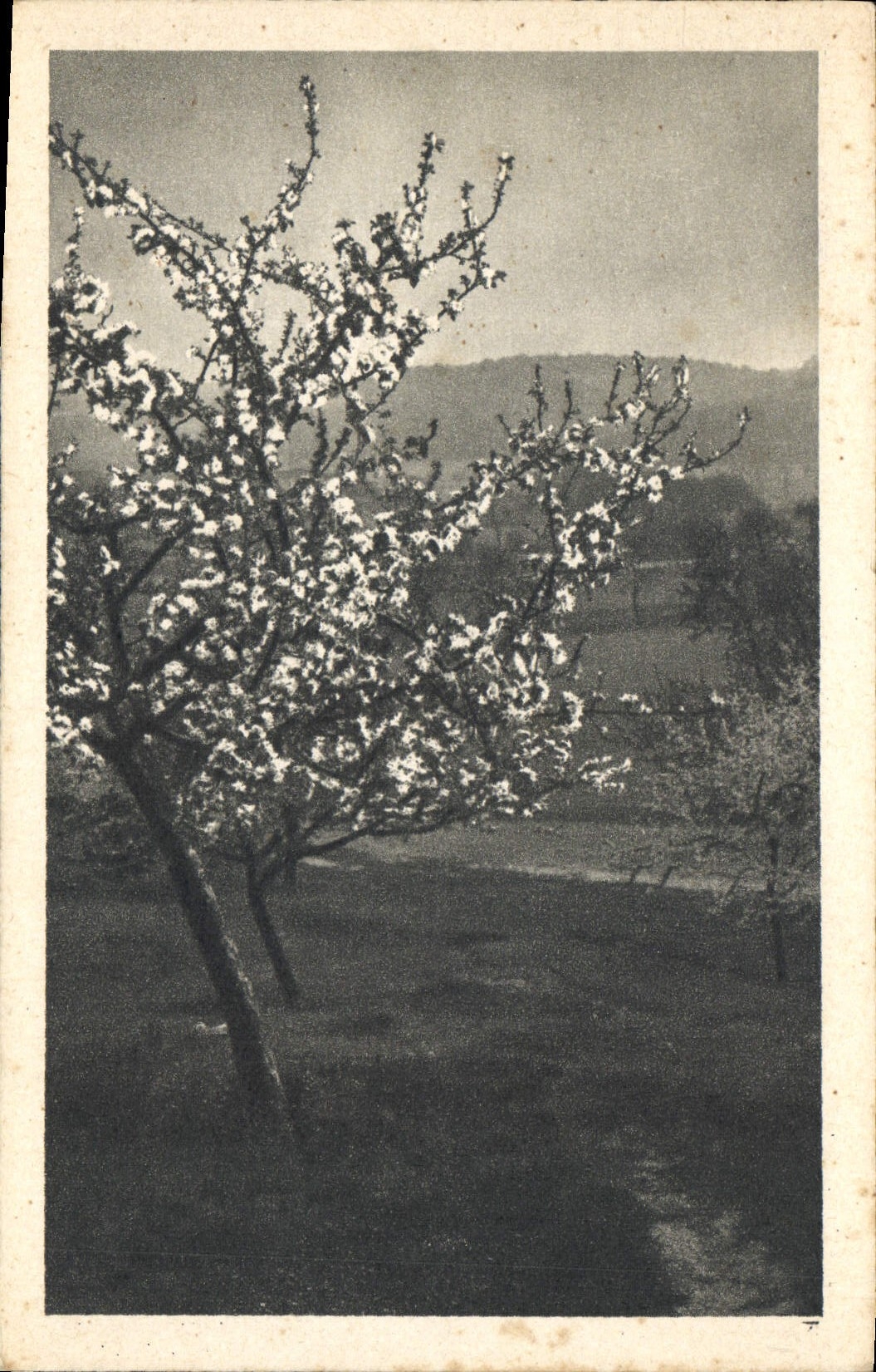 CPA Arbre