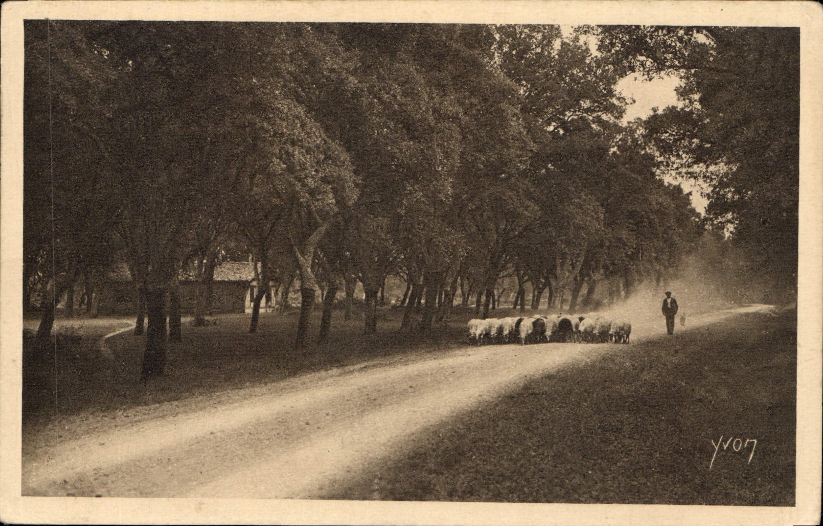 CPA Les Landes de Cascogne sur les Routes Poudreuses Berger Moutons
