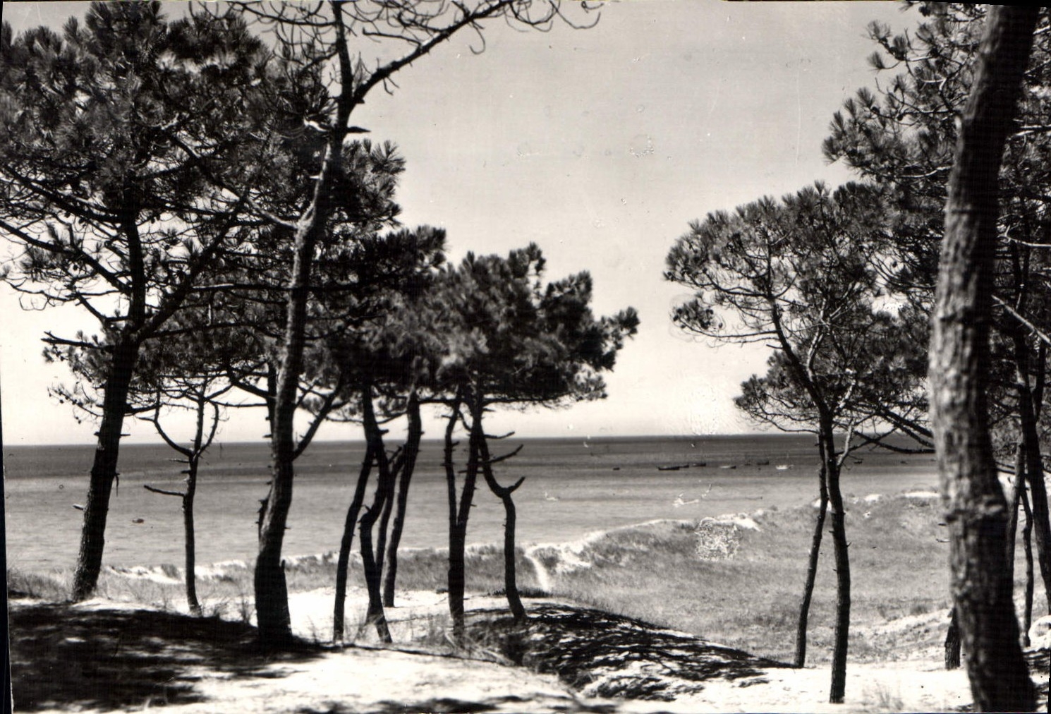 Les Pins au Moulin de la Bosse — Ile de Noirmoutier (Vendée) — Éditions Gaby, n°117