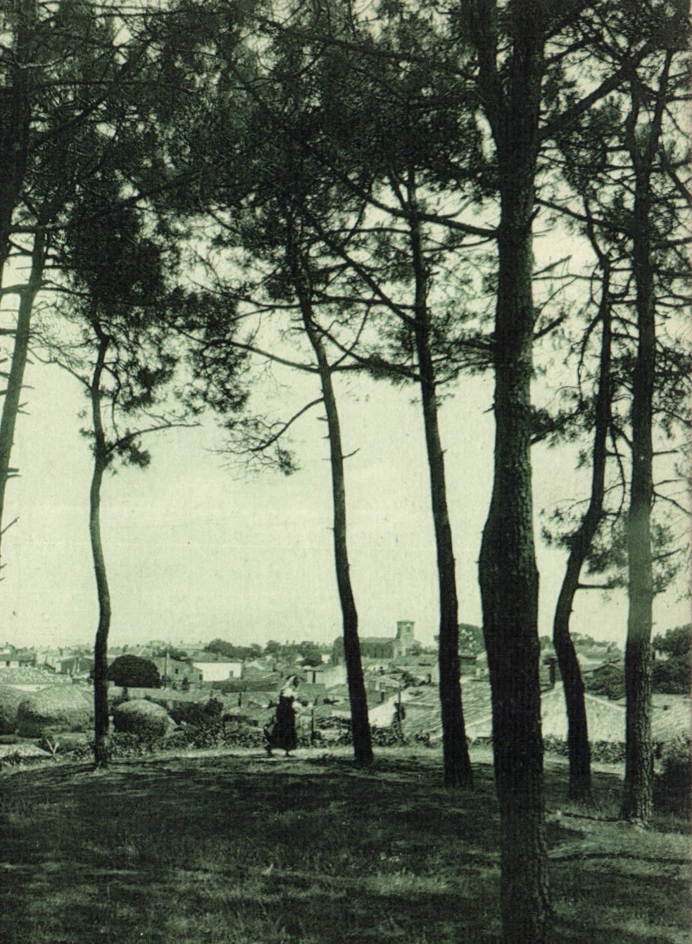 CPA La Tranche sur Mer vue des bois de Pins 