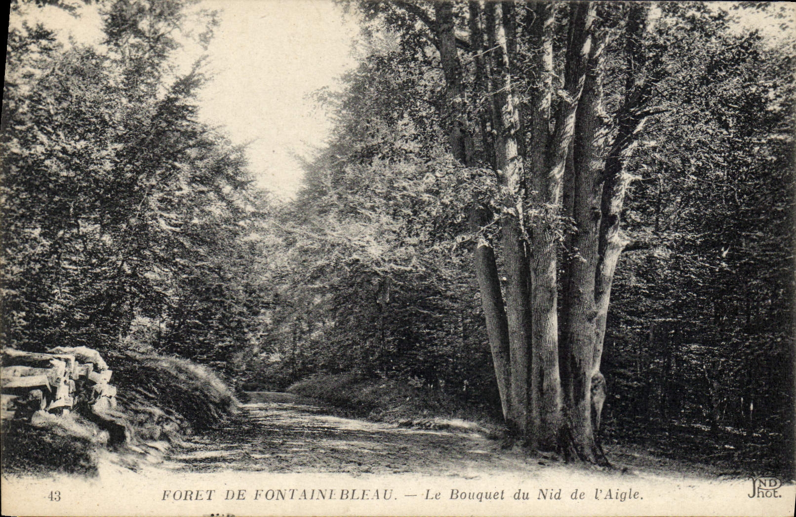 Wald von Fontainebleau — Der Bouquet des Adlerhorsts — JND Phot.