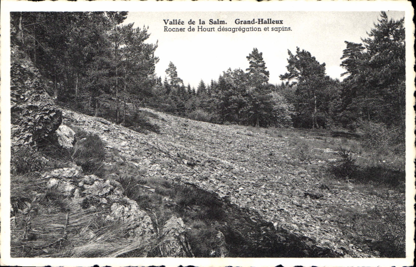 Vallée de la Salm. Grand-Halleux — Rocher de Hourt désagrégation et sapins.