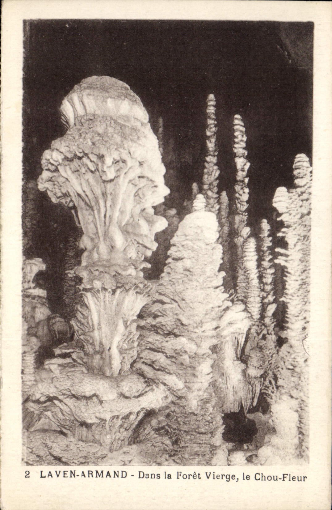 LAVEN-ARMAND - In the Virgin Forest, the Cauliflower