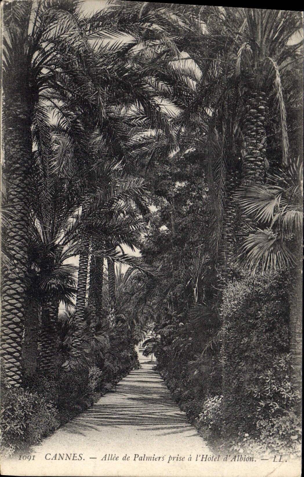 Cannes — Allée de Palmiers prise à l'Hôtel d'Albion — LL, 1909