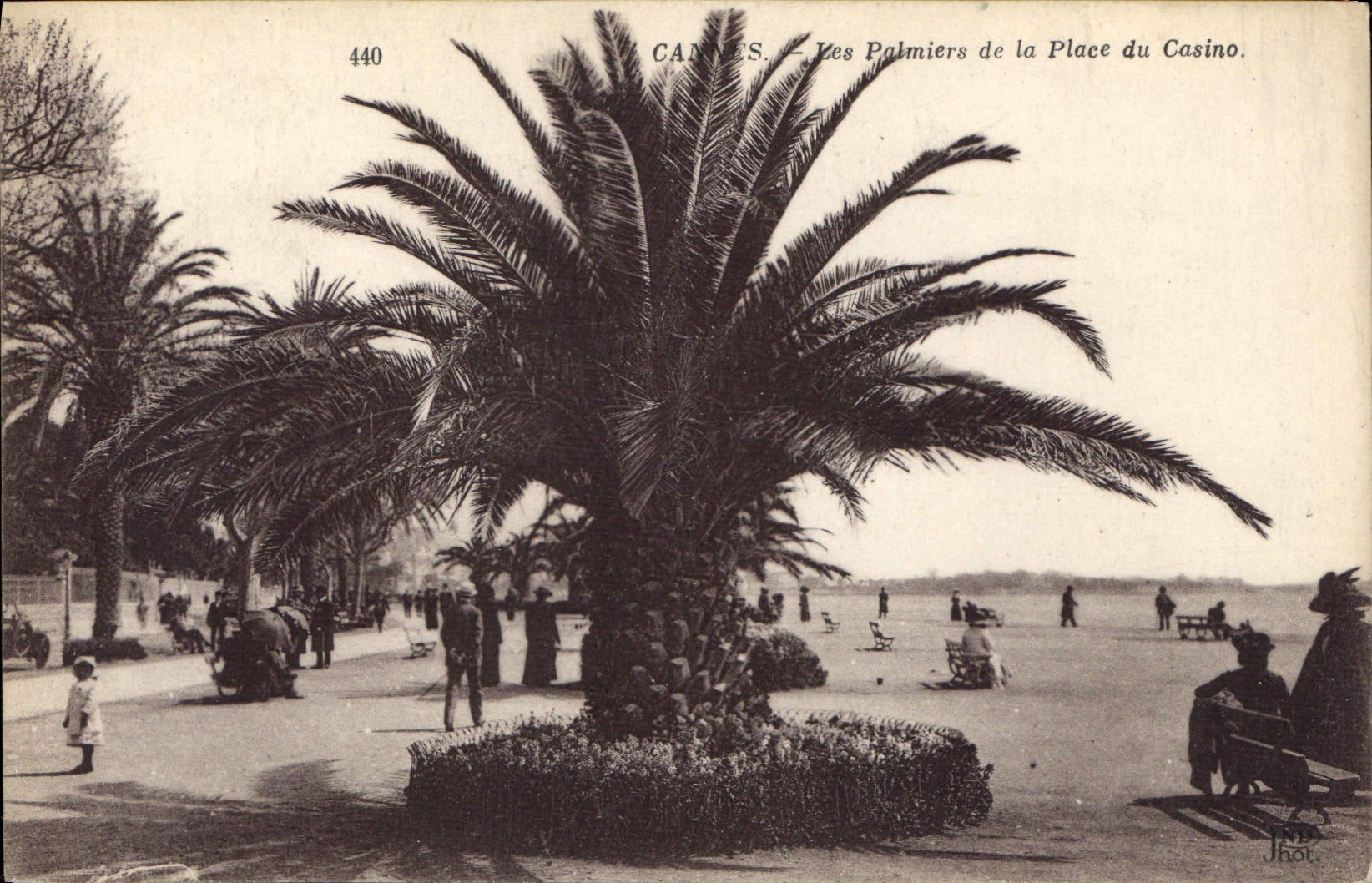 Cannes. — Les Palmiers de la Place du Casino. — Jhot, n° 440