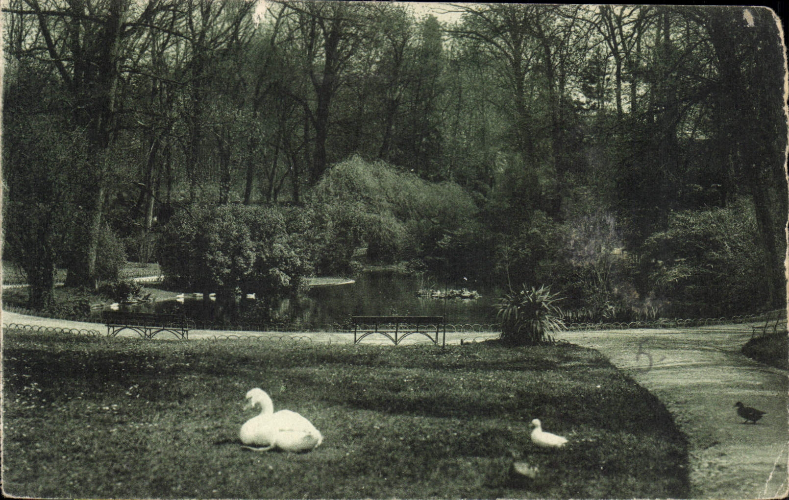 CPA Cognac Jardin de l'Hotel de Ville le Lac 