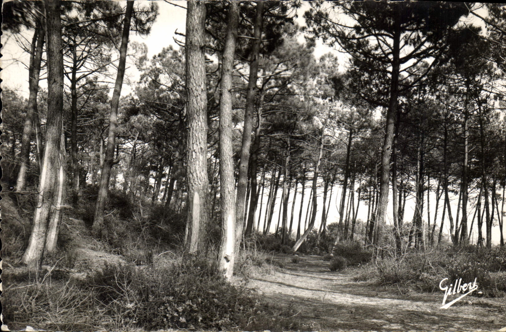CPA Soula sur Mer Sous Bois 