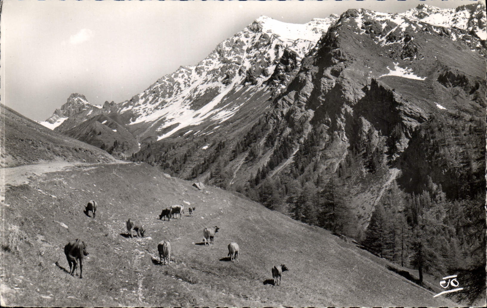 CPA Les Alpes Saint Veran Paturages Tete des Taillies Pic de la Farneireta 