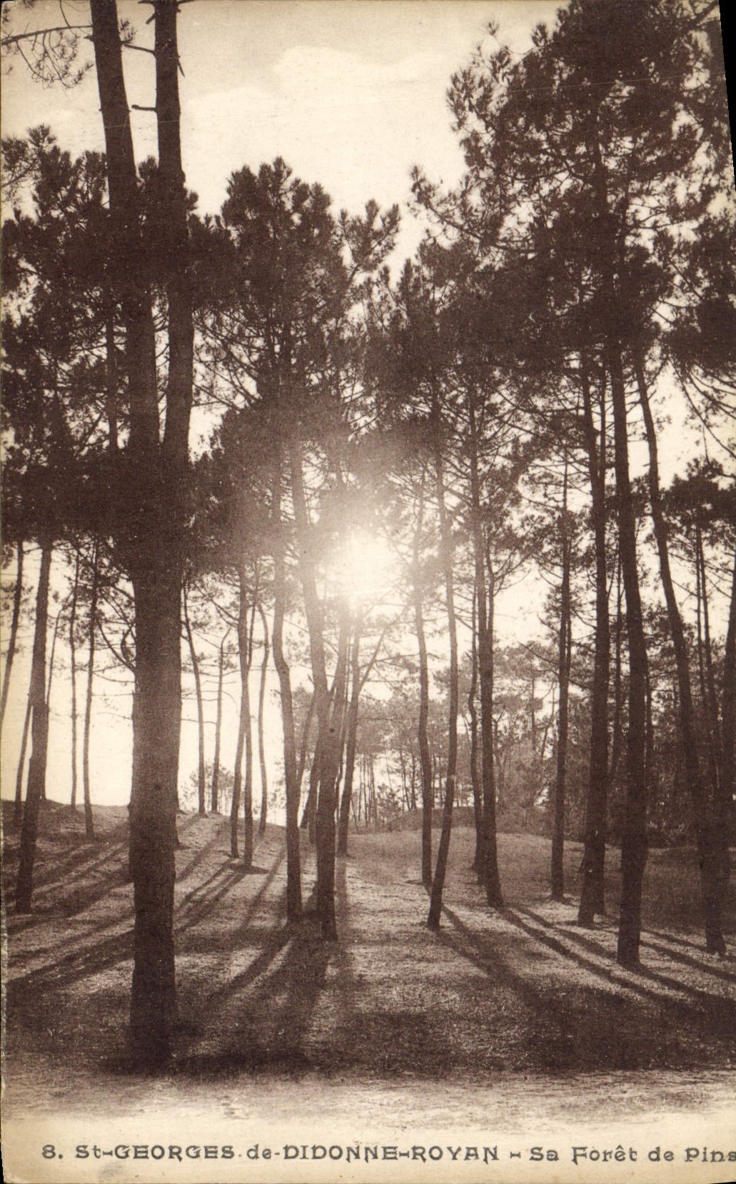 CPA St Georges de Didonne Royan Sa Foret de Pins 