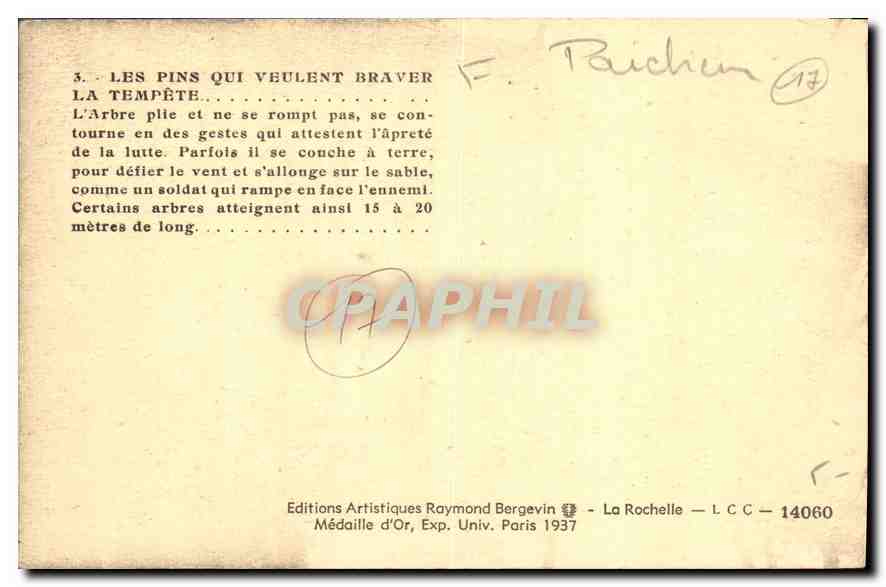 CPA Les Pins qui veulent Braver la Tempete  — Rückseite