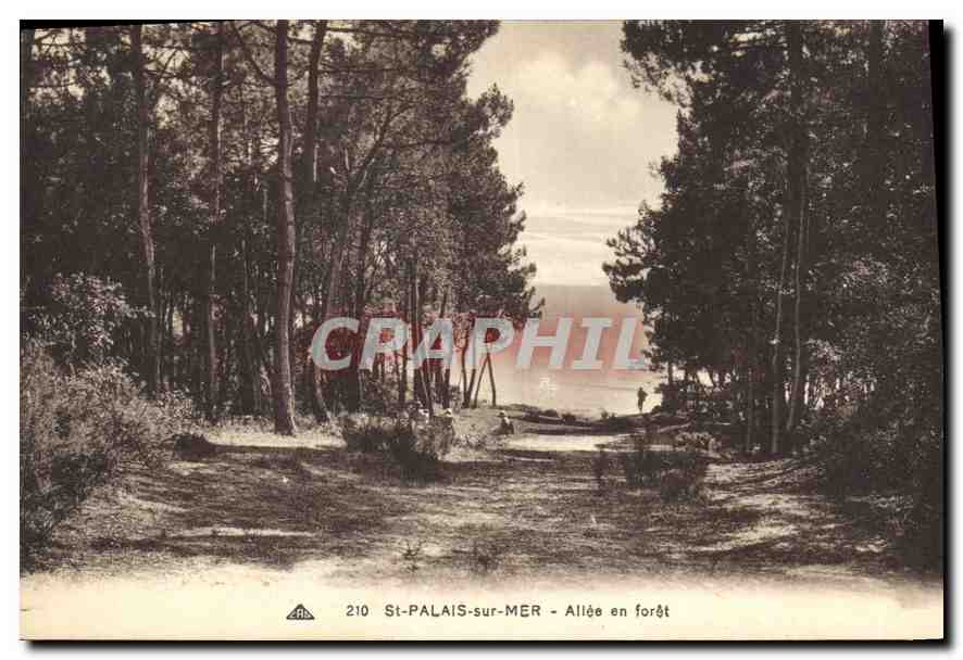 CPA St Palais sur Mer Allee en foret 
