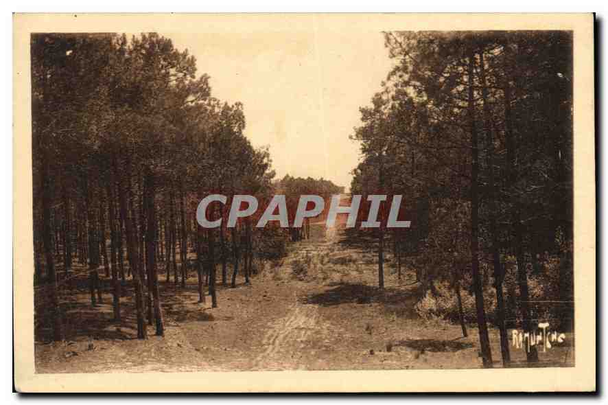 CPA Aspects des forets de la Coubre Tranchee du Volcan 