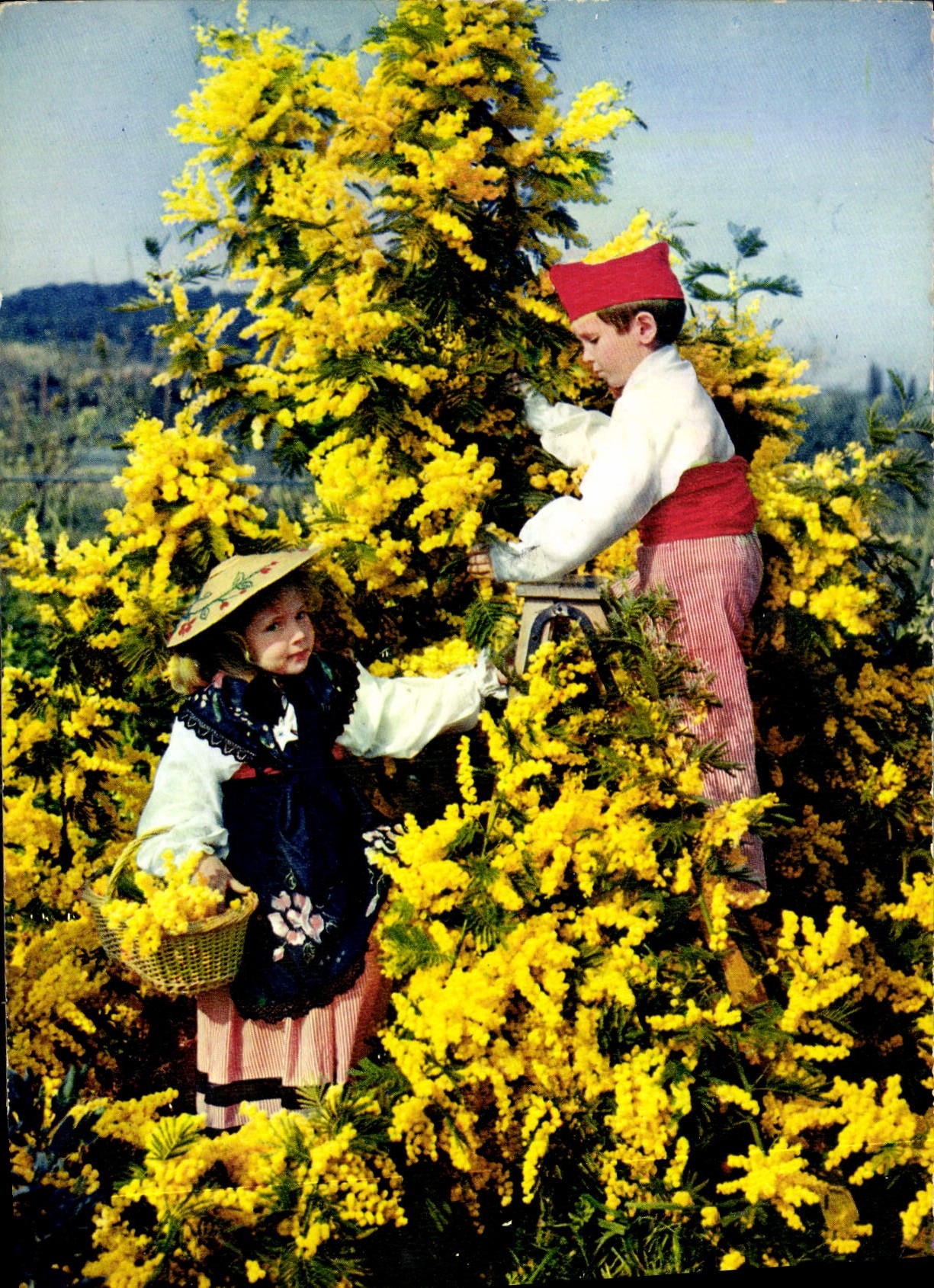 Enfants cueillant des mimosa — Les Fleurs de la Côte d'Azur — Éditions MAFU - MEXICHROME