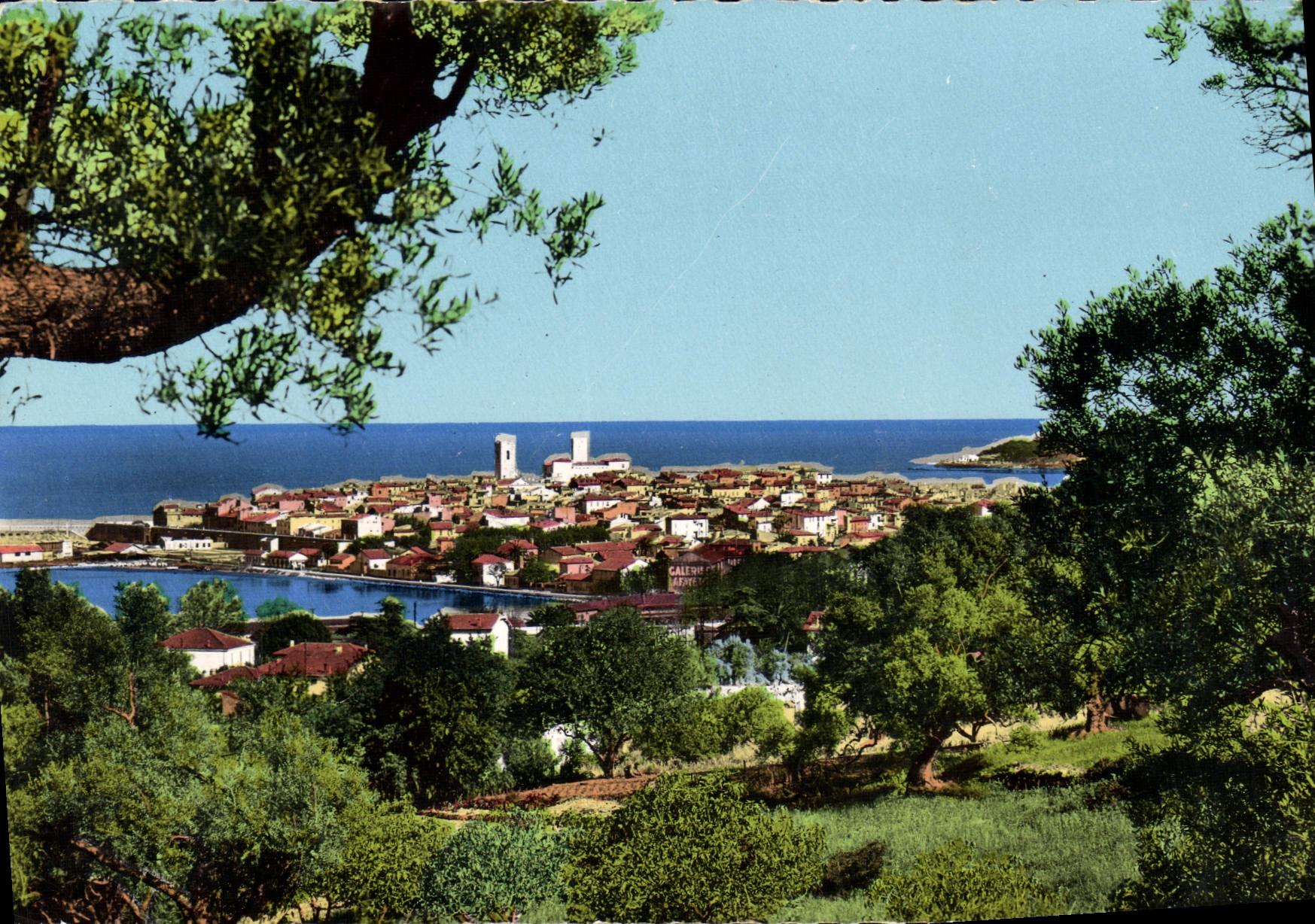 CPM Antibes Vue generale a travers les oliviers 