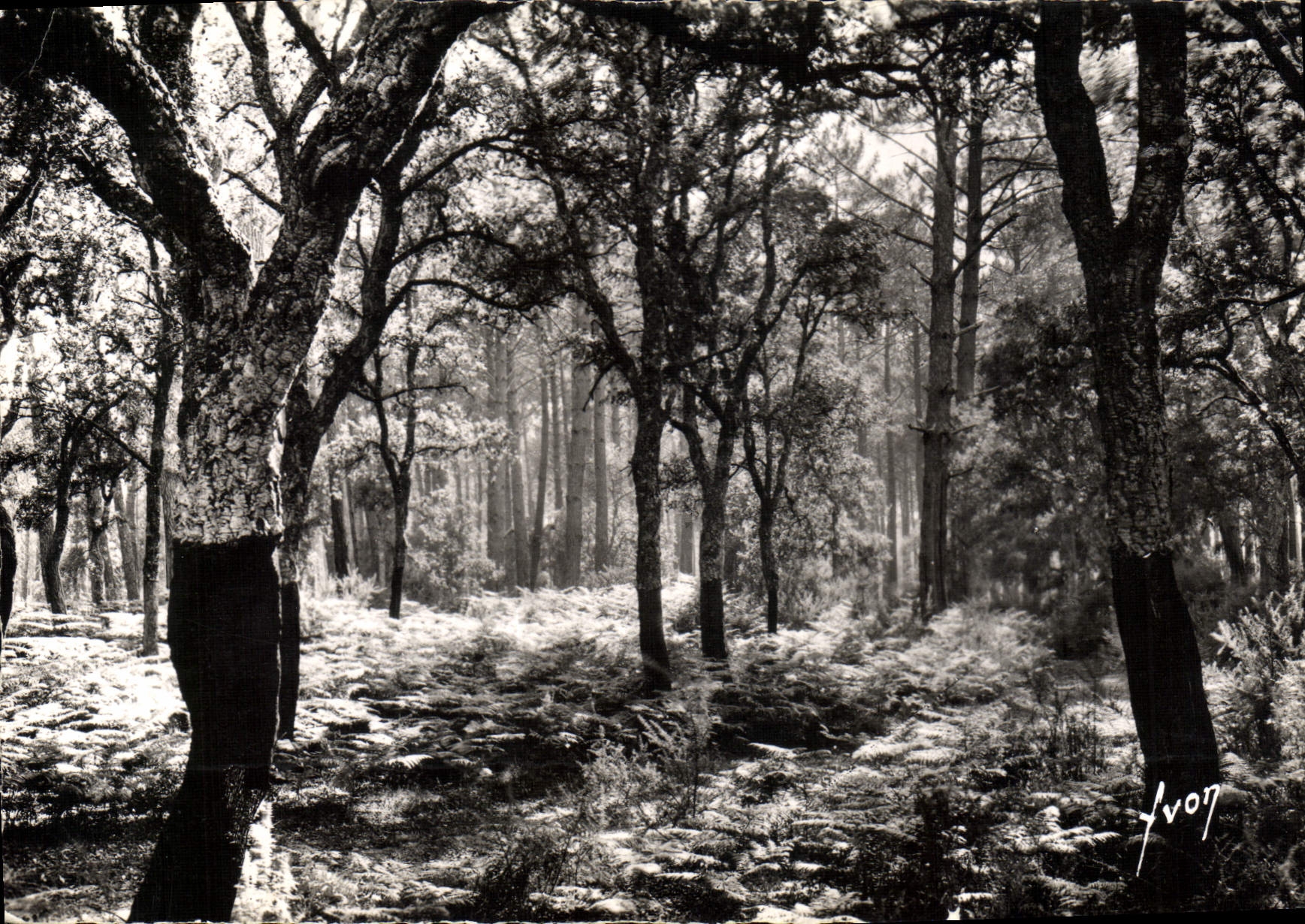 CPM Les Landes de Gascogne Foret de Chnes Liege 
