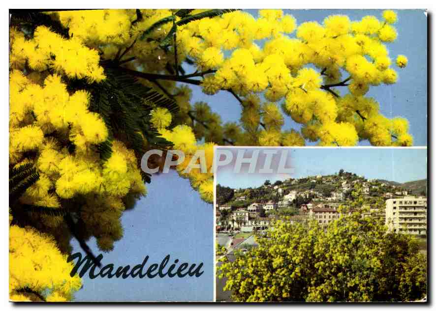 CPM Mandelieu le Pays du Mimosa vue generale 