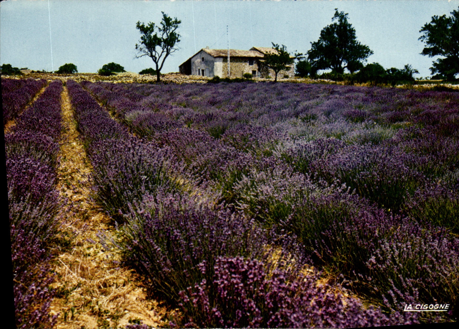Champ de lavande — Provence — Éditions La Cigogne, n° 13.000.45