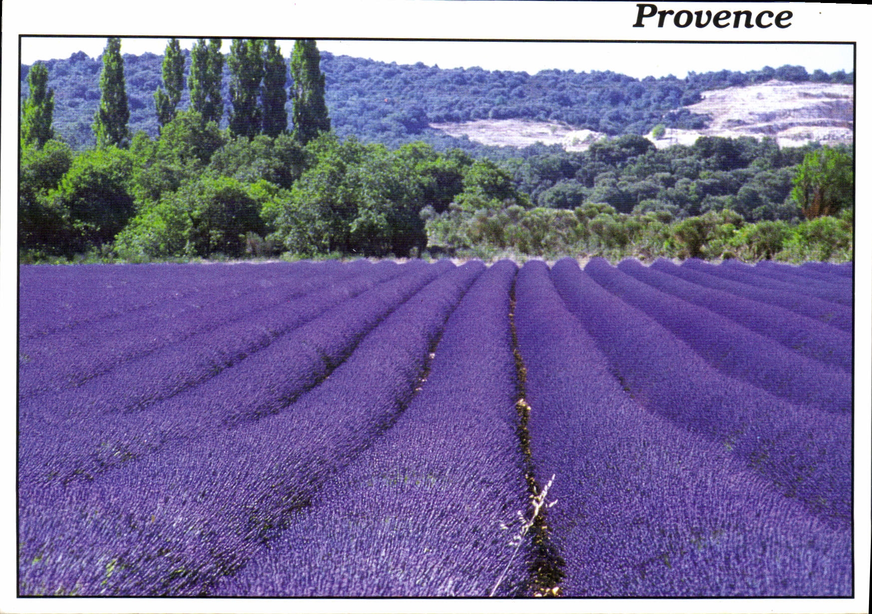 Champs de lavande — Provence — Reflets de Provence, Photo PAILHARES