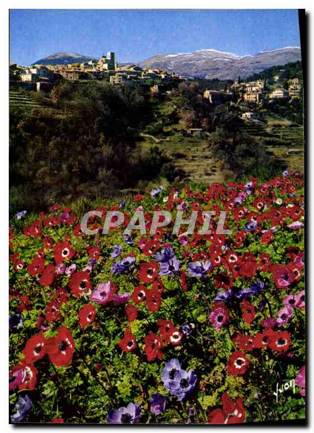 CPM La Cote d'Azur miracle de la nature Saint Paul de Vence Alpes Maritimes la floraison des anemone