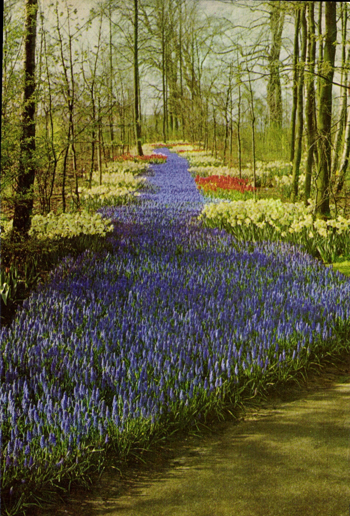 CPM Keukenhof Lisse Holland 