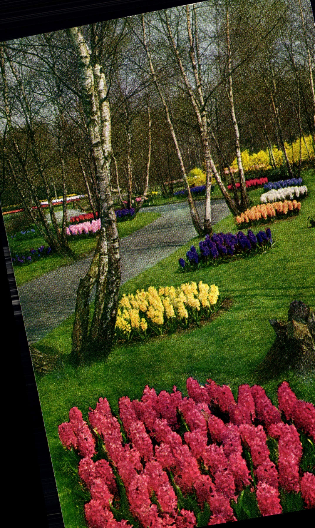 CPM Keukenhof Lisse Holland 