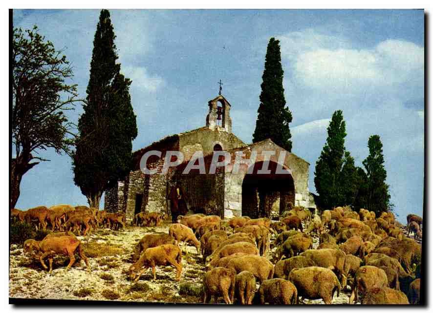 Paysage pastoral avec troupeau de moutons — éditeur Éditions de France, n° 22841