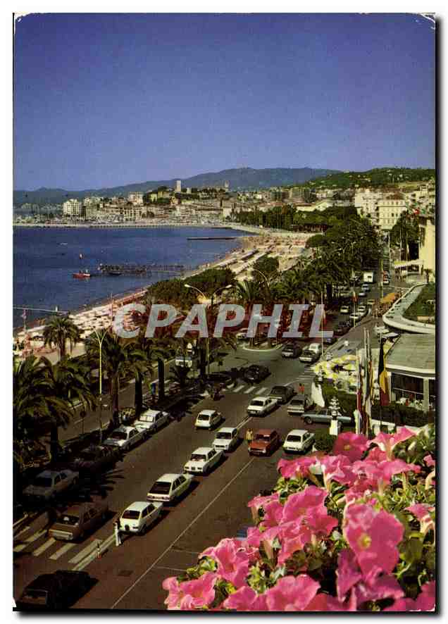CPM Cannes La Promenade de la Croisette dans le fond le Suquet 