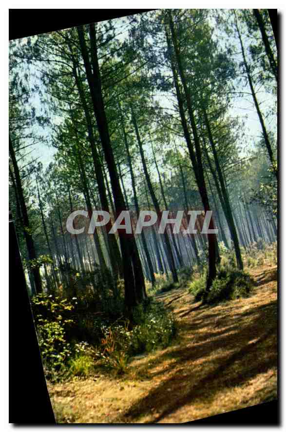 CPM Couleurs et lumiere de France Les Landes de Gascogne foret landaise 