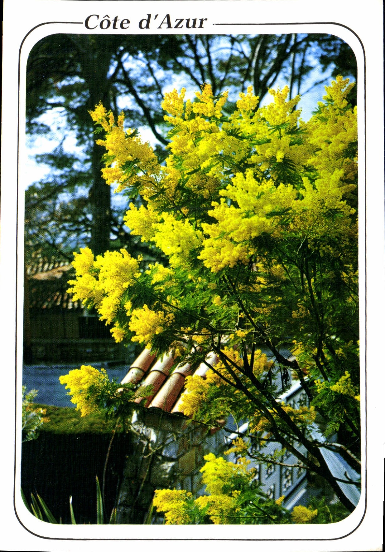 CPM Cote d'Azur French Riviera Mimosas en fleurs 